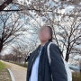 강릉 벚꽃축제 방문 후기 실시간 개화 상황 경포호수 주차 (4월 5일)