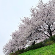 목동 안양천 벚꽃 실시간 가는법(육교이용)