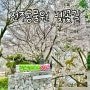 전주 동물원 벚꽃 명소 개화시기 만개함 +무료입장 다둥이카드