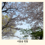 서울숲 벚꽃 개화현황 튤립 아이랑 가볼만한곳
