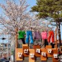 대구 벚꽃명소 앞산빨래터 공원 수양벚꽃 개화상황 (24.04.01)