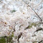 만인산 벚꽃 나들이 실시간 분위기