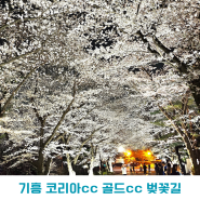 기흥 골드cc 코리아cc 벚꽃 야경 드라이브
