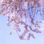 봄나들이 우리동네 청라 벚꽃투어