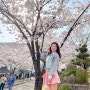 경희대학교 국제캠퍼스, 경기도 용인 벚꽃명소 실시간 벚꽃 개화상황