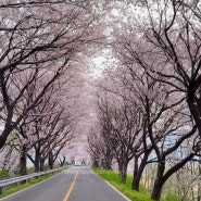 [경남 벚꽃 드라이브 명소] 삼랑진역 주변 벚꽃터널 개화 상황 (4월 6일)