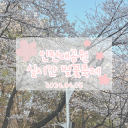 인천 벚꽃명소 인천대공원 벚꽃 실시간 개화 현황 (4월 5일)