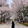 수원 벚꽃명소 드라이브 매탄로 벚꽃길 매여울공원 벚꽃 축제일정