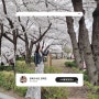 서울벚꽃명소 : 정독도서관, 양재천 개화현황, 주차장, 인근맛집