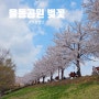 분당 율동공원 벚꽃 포인트 주말 아이와 사진찍기 좋은곳