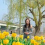 부산 튤립 축제 형형색색 봄꽃향연 화명동 화명생태공원