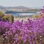 부천 원미산 진달래동산 진달래와 벚꽃이 활짝