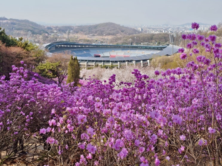 부천 원미산 진달래동산 진달래와 벚꽃이 활짝