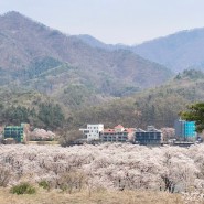 대성리 벚꽃 명소💘 대성리억새공원 24.4.6 개화상황 피크닉 장소 추천