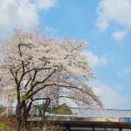 수내동 주변 벚꽃 점심 시간 산책