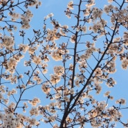 2024년 3월의 기록 : 일상 6편 - 카카오T바이크 / 벚꽃엔딩