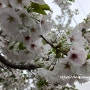 아름다운 벚꽃 세상