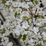 인천 갈산천 산책길의 봄 (갈산역-부평구청역)