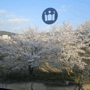벚꽃이 다 졌지만 2024 봄, 꽃피던 갑천 : 할리스커피 대전도안DT점