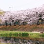 성남 벚꽃7경 태평습지생태원 벚꽃 만발