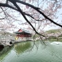 2024 성남시 분당중앙공원 벚꽃 만개 상황과 주차 방법(팁)