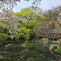 대전 벚꽃 명소 우암사적공원 주말 나들이