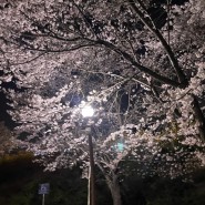 백운호수 벚꽃 서울 근교 벚꽃 명소 밤산책