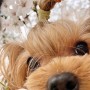 벚꽃이 피면 볼 수 있는 강아지사진 요미는 '꽃개'