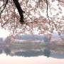군산은파유원지 아름다운 벚꽃길 봄마중 다녀왔어요.