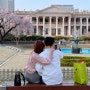 서울 야간 벚꽃 명소, 만개시기에 꼭 가야할 덕수궁 야간개장 기본정보!
