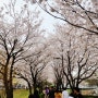 인천 부평 벚꽃 명소 굴포천 산책로 벚꽃만개현황 주차 꿀팁