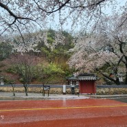 아름다운 벚꽃길 구례 300리(오봉정사, 동해마을, 서시천체육공원)