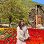 대구 달성군 ㅣ 벚꽃 튤립 가득한 둘레길 산책로 주차장 꿀팁 - 옥연지 송해공원