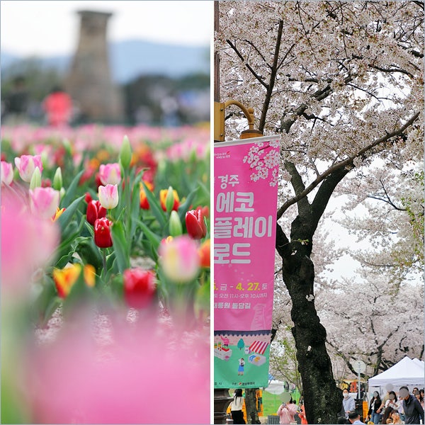 경주 가볼만한곳 첨성대 튤립 경주 대릉원 벚꽃 주말 여행...