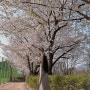 4월 한바탕🌸벚꽃놀이🌸벚꽃 명소 추천 2탄 경기광주 경안근린공원