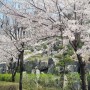 [24.04.06.토] 사전투표하고 벚꽃구경