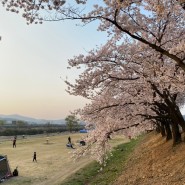 2024 봄, 이번주 벚꽃구경 4월초 일상기록🌸