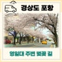 포항 벚꽃 나들이 영일대 주변 산책로 포항벚꽃 실시간 만개