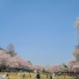 서울 벚꽃명소 중랑천, 어린이대공원, 석촌호수 🌸