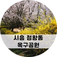 시흥 옥구공원! 아이랑 벚꽃구경하고 옥구산 등산까지♥