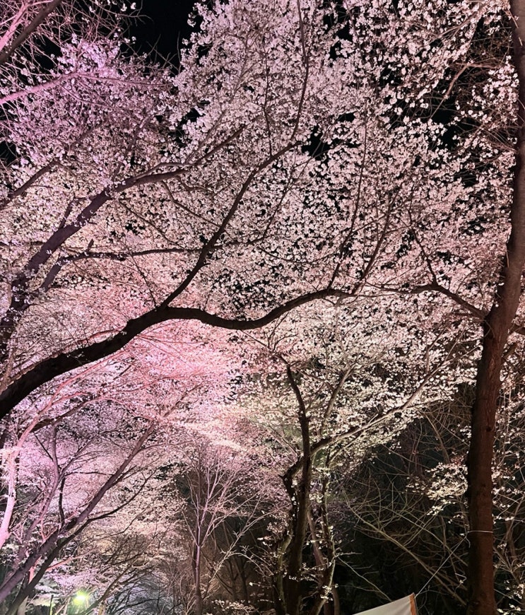인천 자유공원 벚꽃만개 밤에가세요