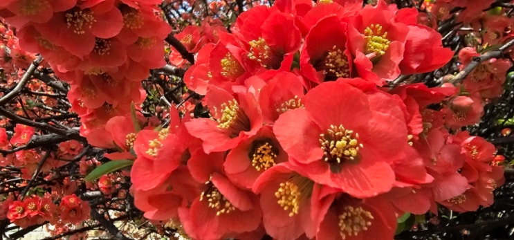 서울문묘여행-명륜당에서 봄꽃으로 화려한 가장 아름다운 명자꽃