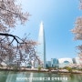 서울 벚꽃 명소 석촌호수 벚꽃 4월7일 현재 모습