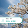 대전인근 드라이브코스 벚꽃 명소 청양 장곡사 벚꽃 현황