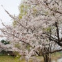 [24.4.6.토] 경기도 김포 벚꽃명소 🌸계양천 벚꽃길🌸 추천👍