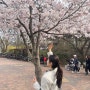 인천대공원 벚꽃축제 벚나무길 만개는 했지만! 주차난..