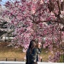 일산 벚꽃길 대화천 벚꽃과 개나리 그리고 목련까지!