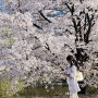 4월 경기도 벚꽃 명소 성남 가볼만한곳 판교 운중동 벚꽃 데이트