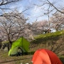 [캠핑] 1박 2일 청도 운문댐 하류보 유원지 애견동반 노지캠핑 벚꽃캠핑
