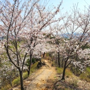 경기도 화성 등산 : 태행산 벚꽃 진달래 철쭉 있는 뷰좋은 초보 등산